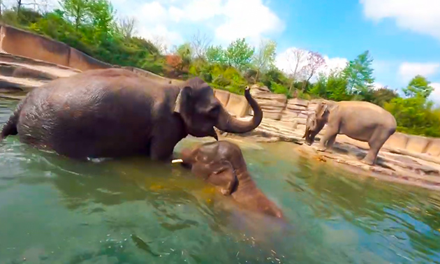WILDLANDS Adventure Zoo Emmen