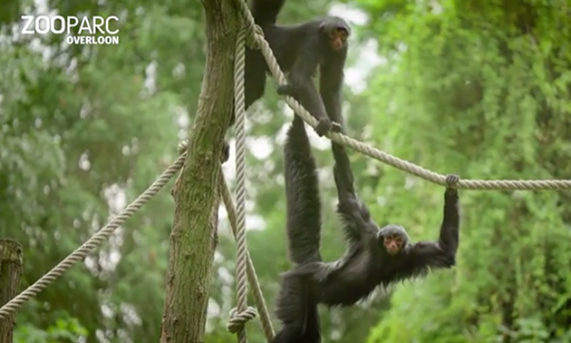 ZooParc Overloon